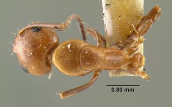 Media type: image;   Entomology 21522 Aspect: habitus dorsal view